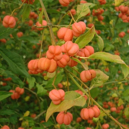 7 graines de fusain d'europe, euonymus europaeus, bonnet de prêtre, bonnet d'évêque
