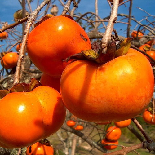 50 graines de plaqueminier, diospyros kaki, plaqueminier du japon, figuier caque, plaqueminier kaki