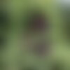 3 graines de épinette noire, picea mariana