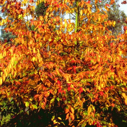 3 graines de carpinus henryana