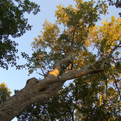 5 graines acer oblongum, erable à feuilles persistantes, idéal bonsaï