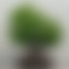 3 graines de ginkgo biloba, arbre aux quarante écus, arbre aux abricots d'argent, bonsaï