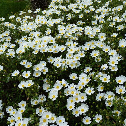 30 graines de ciste à feuilles de sauge, ciste femelle, cistus salviifolius