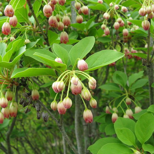 3 graines enkianthus campanulatus