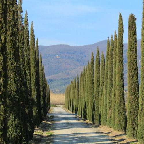 3 graines cupressus sempervirens var. pyramidalis, cyprès d'italie, cyprès commun