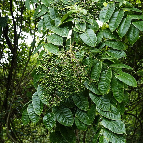 7 graines de poivrier indien, zanthoxylum rhetsa