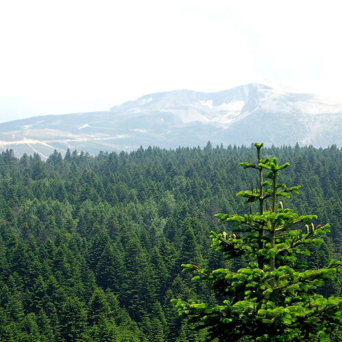 3 graines de sapin de nordmann, abies nordmanniana, sapin du caucase
