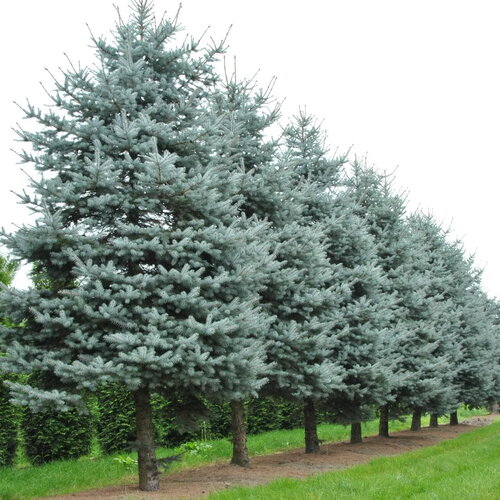 10 graines épicéa bleu, picea pungens, épinette bleue, épicéa bleu du colorado, sapin bleu