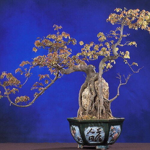 10 graines d'érable trident, acer buergerianum, érable de bürger, érable trifide