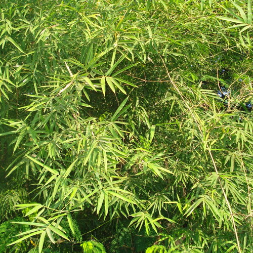 20 graines dendrocalamus strictus, bambou mâle, bambou de calcutta