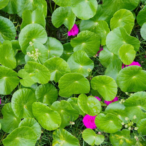 7 graines centella asiatica, gotu kola, antanan, pegaga, brahmi, plante médicinale