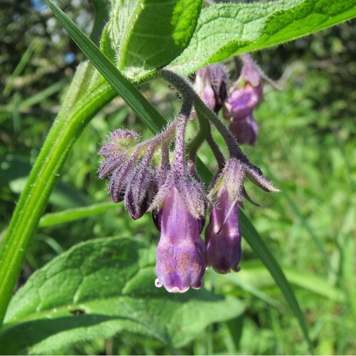 7 graines de grande consoude, oreille d'âne, langue de vache, symphytum officinalis
