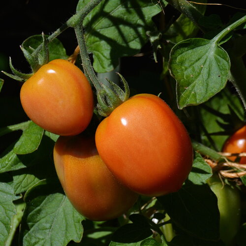 50 graines de tomates roma rouge solanum lycopersicum