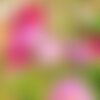 20 graines de cosmos mix sensation, cosmos bipinnatus