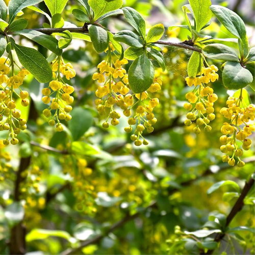 3 graines berberis vulgaris var. australis, épine-vinette