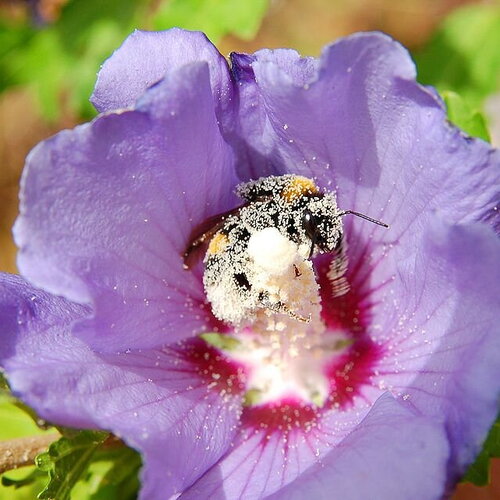 10 graines hibiscus syriacus, hibiscus de syrie, hibiscus, ketmie, althéa