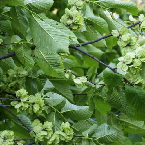 50 graines de orme de sibérie, ulmus pumila