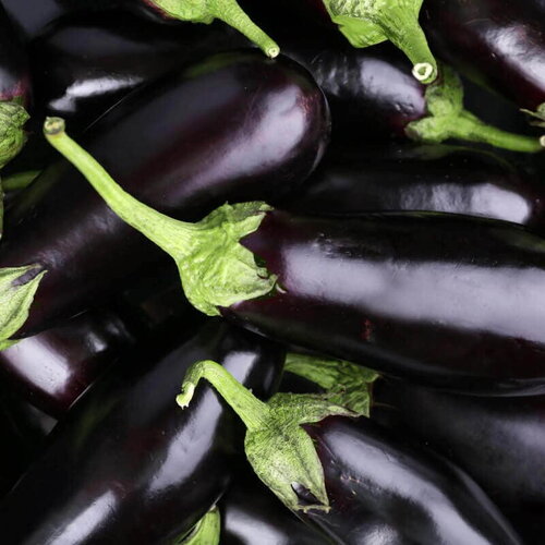 40 graines de aubergine &quot;black beauty&quot;, solanum melongena