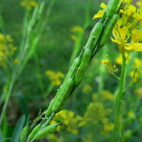 200 graines brassica nigra, moutarde noire, sénevé noir