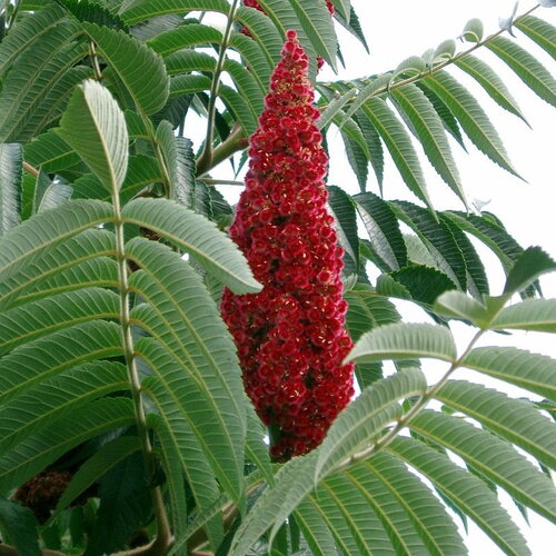 7 graines de sumac vinaigrier, rhus typhina, sumac amaranthe, sumac à bois poilu, vinaigrier, sumac de virginie ou sumac à queues de renard
