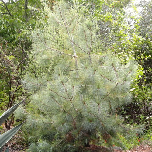 3 graines de martinez pinonpine, king pimpon, pinus maximartinezii