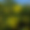 5 graines de coronilla glauca, coronille glauque, coronille des garrigues