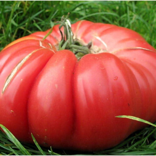 50 graines de tomate monstre, solanum lycopersicum