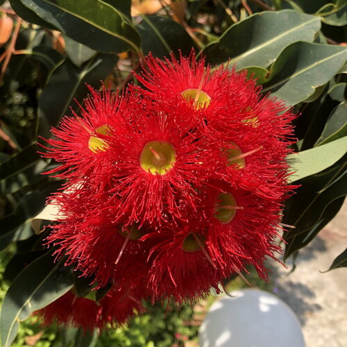 3 graines eucalyptus ficifolia, gommier rouge