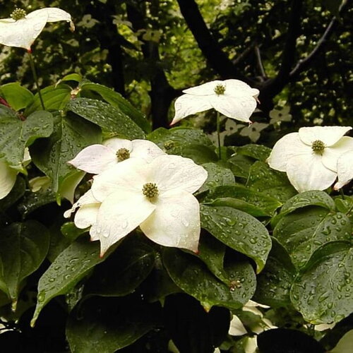 3 graines de cornus kousa, cornouiller du japon