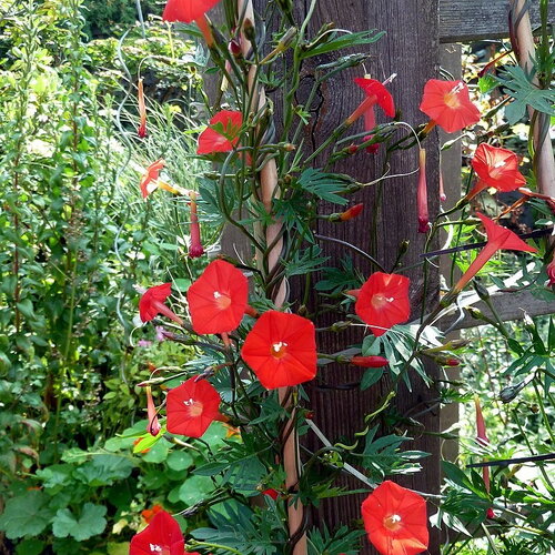 20 graines ipomoea × multifida, ipomea sloteri, cardinal climber