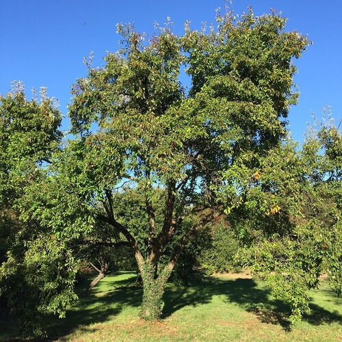 3 graines malus baccata, pommier microcarpe de sibérie, pommier de sibérie