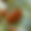7 graines de sorbier des oiseleurs sorbier des oiseaux sorbus aucuparia