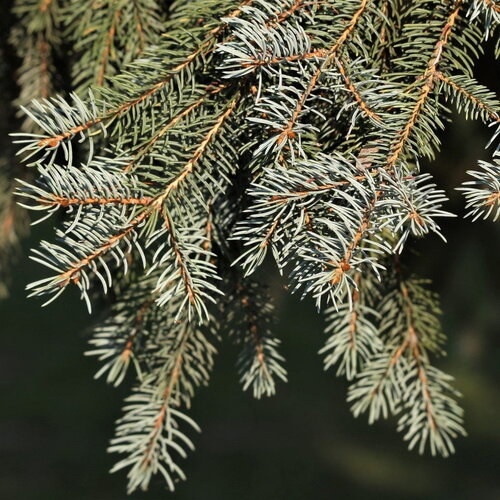 3 graines de abies alba, sapin blanc, sapin commun, sapin pectiné