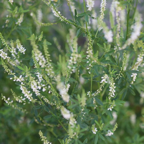 100 graines melilotus alba, mélilot blanc