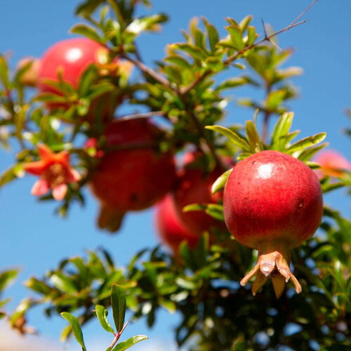 10 graines pomegranate, punica granatum, grenadier, grenadier commun