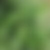 3 graines alnus nepalensis, aulne du népal
