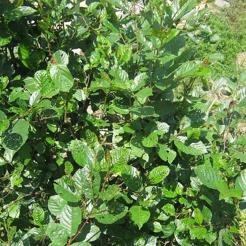 3 graines alnus nepalensis, aulne du népal