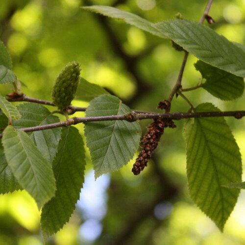 3 graines betula alleghaniensis, bouleau jaune