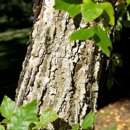 3 graines betula davurica
