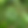 3 graines alnus nitida, aulne