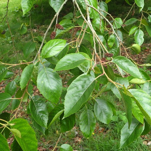 3 graines alnus nitida, aulne
