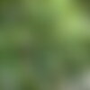 3 graines alnus japonica, aulne du japon