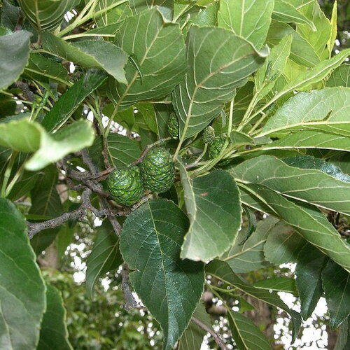 3 graines alnus japonica, aulne du japon