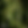 10 graines de aulne de corse, aulne cordé, alnus cordata