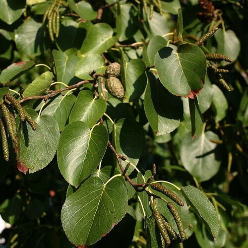 10 graines de aulne de corse, aulne cordé, alnus cordata