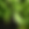 3 graines de acer mandshuricum, érable de mandchourie