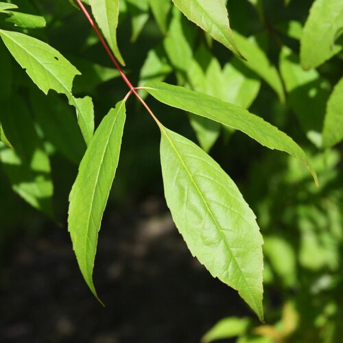 3 graines de acer mandshuricum, érable de mandchourie