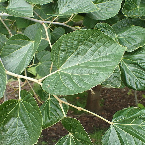 5 graines de tilleul de mandchourie, tilia mandshurica