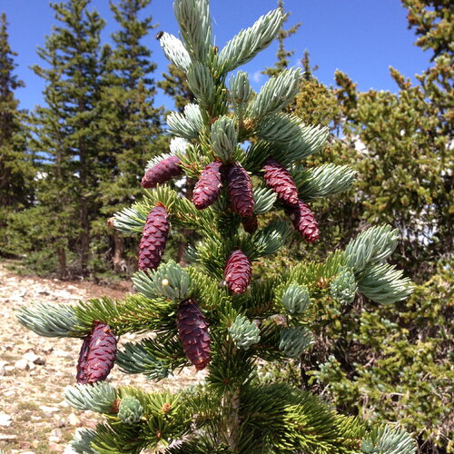 5 graines de épinette d'engelmann, épicéa d'engelmann, picea engelmannii