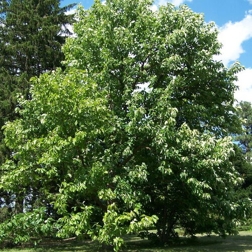 3 graines magnolia acuminata